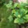 Hortenzia_774626_14901_t