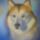 Husky