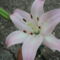 liliom 2010 {20}