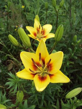 liliom {23}
