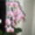 Orchidea-001_774738_74701_t