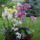 Orchidea-002_774748_37637_t