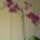 Orchidea-003_774759_40559_t