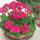 Terasz2_774005_69515_t
