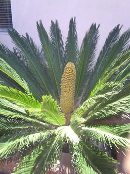 cekasz palma virag vagy termes?