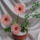 Gerberas_775374_39776_t