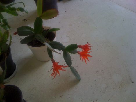 kaktusz1 4