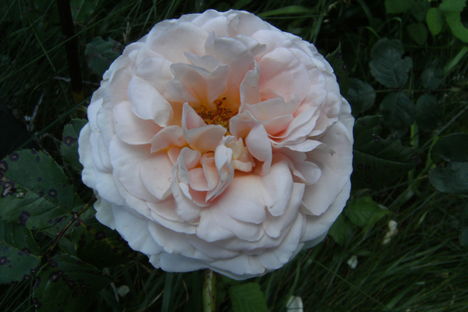 Csodás illatú rózsa