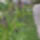 S6300012_776254_47409_t