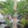Sok_pici_yucca_egy_torzson_776241_45419_t