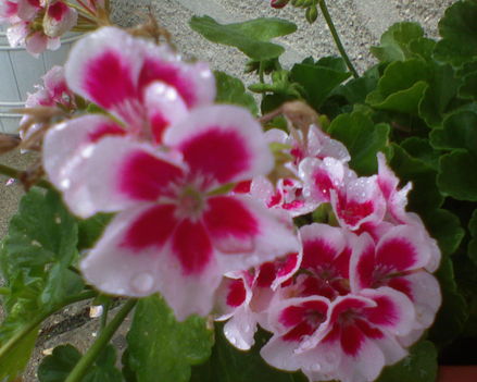 virág 2