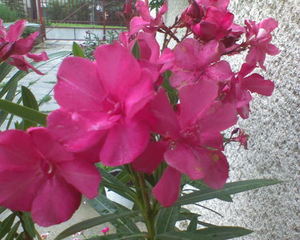 virág 4