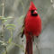 Cardinal-1