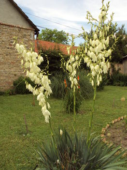 képek 046