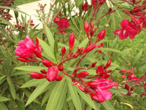 képek 052