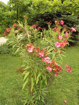 képek 053