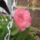 Petunia_rozsaszinu_777736_74954_t