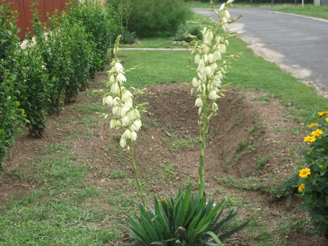 Yucca filamentosa