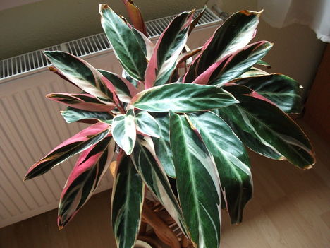 Calathea