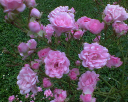 DSC00195