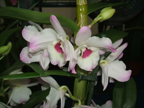 DSCF0087 cattleya