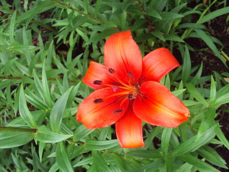 liliom 2010 {29}