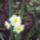 Nyari_narcisz_2010-001_778262_36314_t