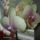 Orchidea-002_778785_99469_t
