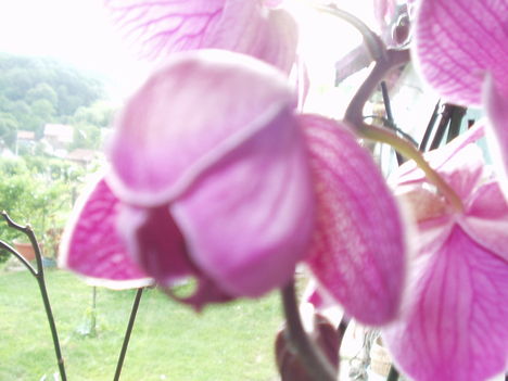 Orchideák 1