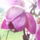 Orchideak_1-004_778295_81837_t