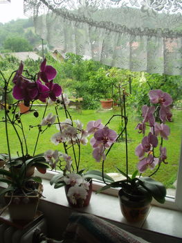 orchideák 2