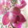 Orchideak_2-004_778296_73584_t