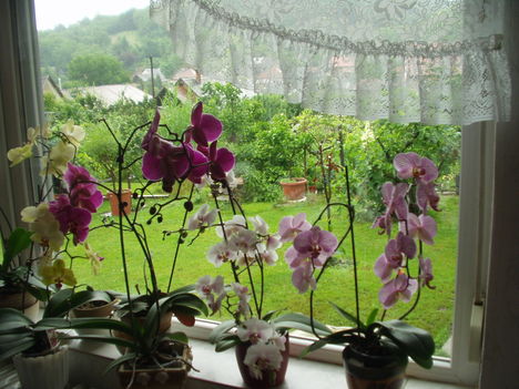 orchideák 3