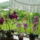 Orchideak_3-003_778285_76781_t