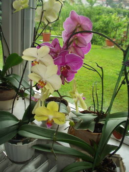 orchideák 4