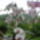 Orchideak_5-001_778291_11805_t