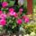 Rozsa-012_778649_68023_t