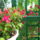 Viragai_8_778794_63698_t