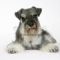 dog-miniature-schnauzer-lying-down_1312862