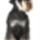 Dogschnauzer_1314212_779049_82579_t