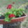Futomuskatli-004_779957_94327_t