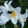 Liliom-007_779421_50377_t
