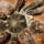 Theraphosa_blondi_ad_nosteny_779072_69814_t