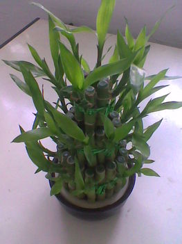 draceana pyramide