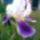 Irisz_21_707349_42542_t