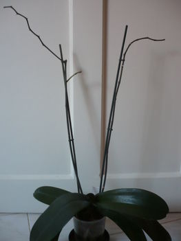 Lila orchidea új ággal