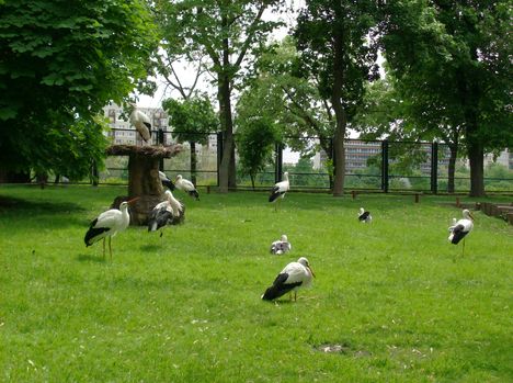 Margitsziget - Az állatkert lakói (6)