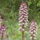 Orchidea_707929_20525_t