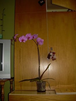 Phalaneopsis- Lepke orchidea