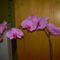 Phalaneopsis- Lepke orchidea